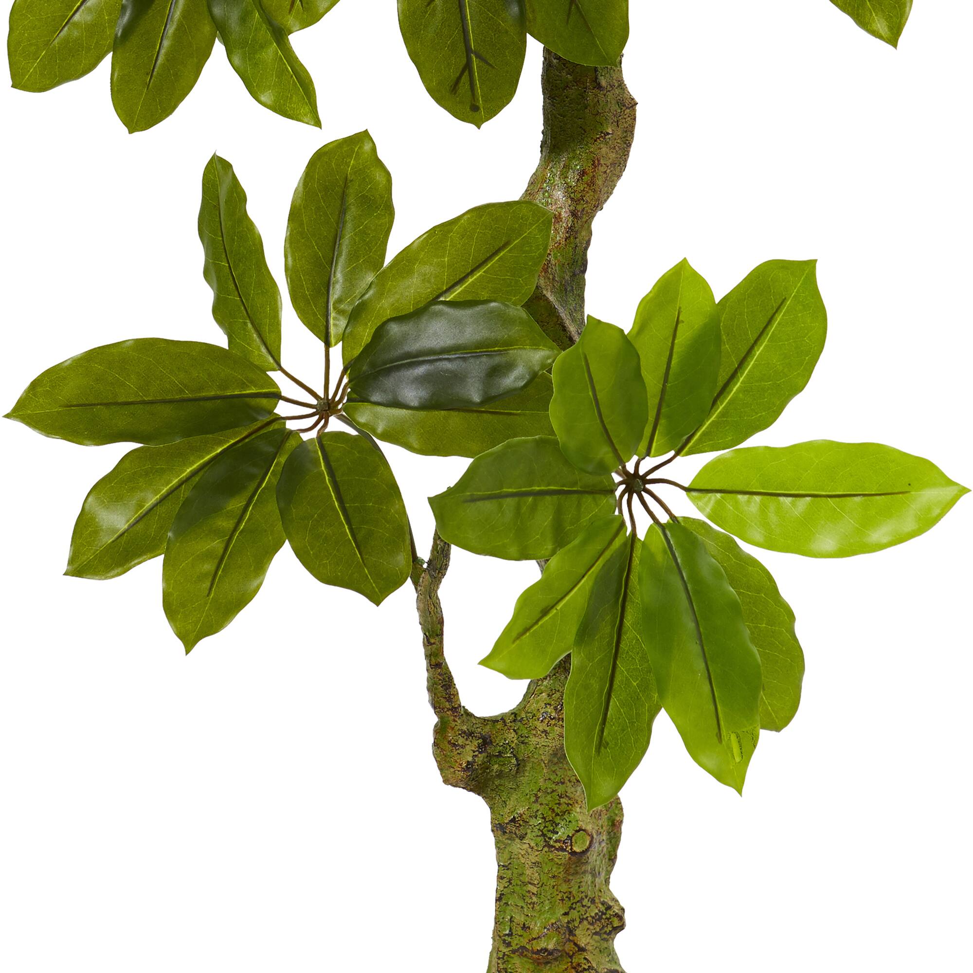 5ft. Potted Schefflera Tree